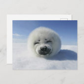 Happy Harp Seal Briefkaart (Voorkant / Achterkant)