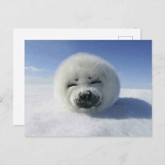Happy Harp Seal Briefkaart (Voorkant / Achterkant)
