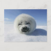 Happy Harp Seal Briefkaart (Voorkant)