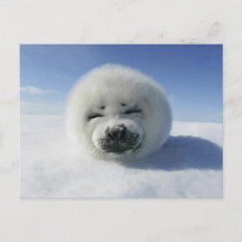 Happy Harp Seal Briefkaart
