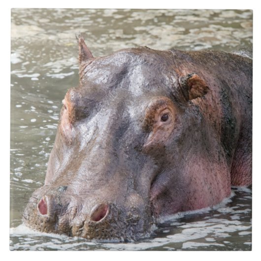 Happy Hippo Tegeltje (Voorkant)
