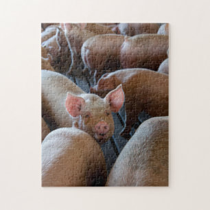 Happy Hogs op een Boerderij van Varkens Legpuzzel