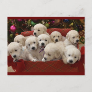 Happy Holiday Golden Retriever puppies Feestdagenkaart
