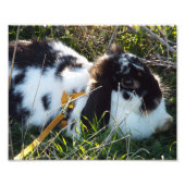 Happy Hoppy Foto Afdruk (Voorkant)