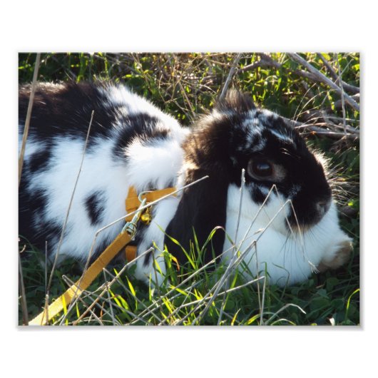 Happy Hoppy Foto Afdruk (Voorkant)