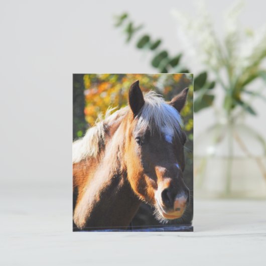 Happy Horse Briefkaart (Staand voorkant)
