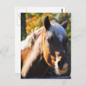 Happy Horse Briefkaart (Voorkant / Achterkant)