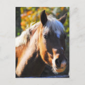 Happy Horse Briefkaart (Voorkant)