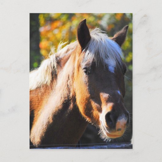 Happy Horse Briefkaart (Voorkant)
