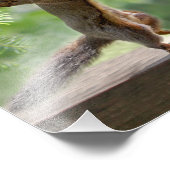 Happy Hour Squirrels Foto Afdruk (Hoek)