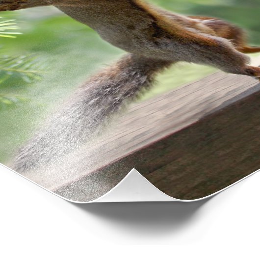 Happy Hour Squirrels Foto Afdruk (Hoek)