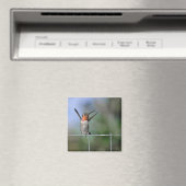 Happy Hummingbird Magnet (Insitu (Vaatwasser))