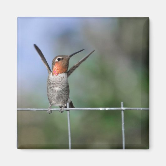 Happy Hummingbird Magnet (Voorkant)