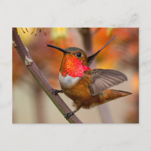 Happy Hummingbird met Wings uit Briefkaart
