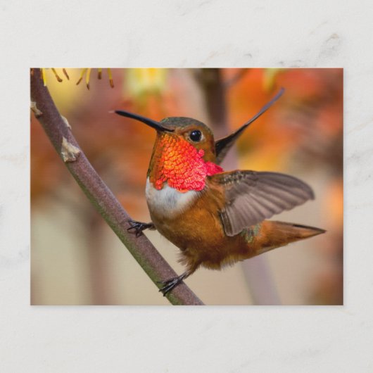 Happy Hummingbird met Wings uit Briefkaart (Voorkant)