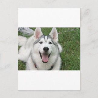 Happy Husky Briefkaart