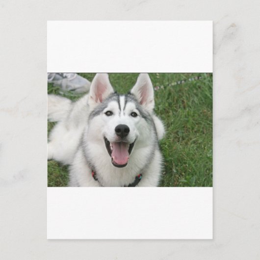 Happy Husky Briefkaart (Voorkant)