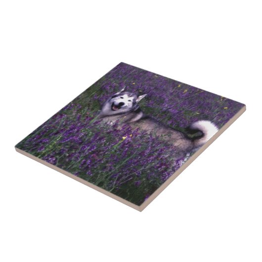 Happy husky hond tegeltje (Zijkant)