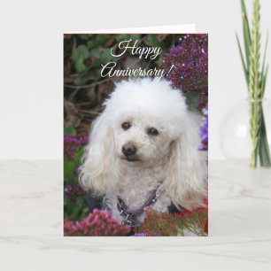 Happy Jubileum Poodle-kaart Kaart