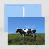 Happy Koe Briefkaart (Voorkant / Achterkant)