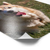 Happy Lady (Corgi) close-up Foto Afdruk (Hoek)