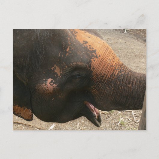Happy Laughing Elephant Foto in Thailand Briefkaart (Voorkant)