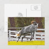 Happy Leaping Horse Briefkaart (Voorkant / Achterkant)