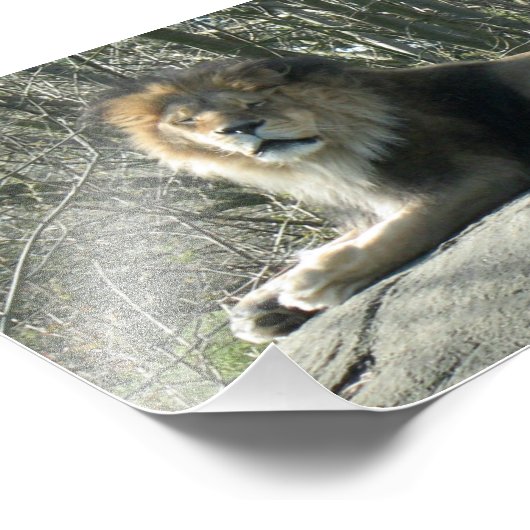 Happy Lion Foto Afdruk (Hoek)