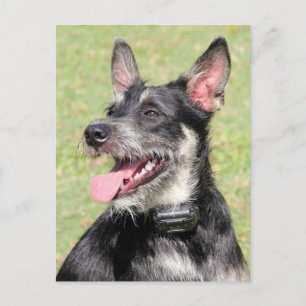 Happy Little Furry Black en White Dog Closeup Briefkaart