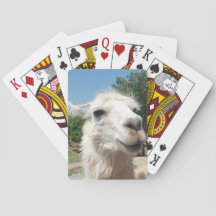 Happy llama