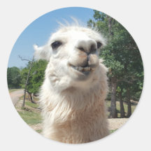 Happy Llama