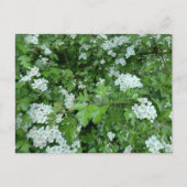 Happy May Day Briefkaart met Hawthorn Bloom (Voorkant)