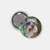 Happy Miniature Schnauzer Puppy Magneet (Voorkant / Achterkant)