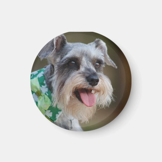 Happy Miniature Schnauzer Puppy Magneet (Voorkant)