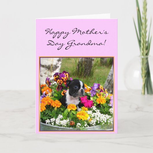 Happy Moederdag Grandma Boston Terrier kaart (Voorkant)