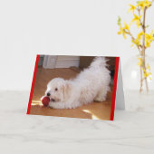 Happy Moederdag - Havanezer puppy Kaart (Gele Bloem)