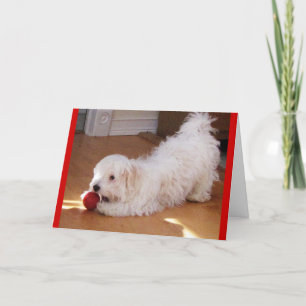 Happy Moederdag - Havanezer puppy Kaart