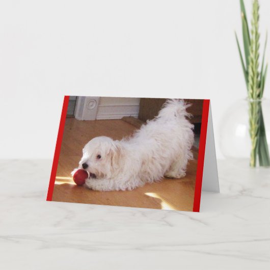 Happy Moederdag - Havanezer puppy Kaart (Voorkant)