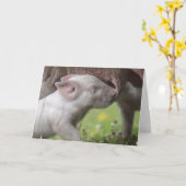 Happy Moederdag Nursing Piglet Kaart (Gele Bloem)