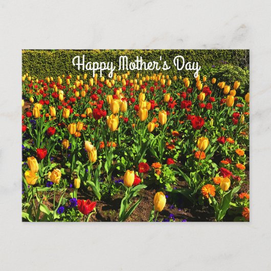 Happy Moederdag Red & Yellow Tulips#1 Briefkaart (Voorkant)