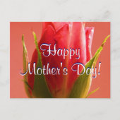 Happy Moederdag Roze Rose I Briefkaart (Voorkant)