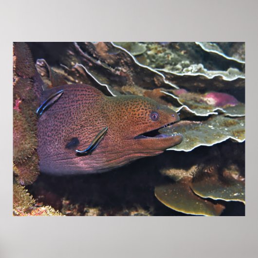 Happy Moray Cleaning Poster (Voorkant)