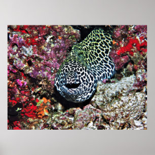 Happy Moray Poster