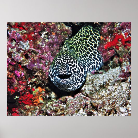 Happy Moray Poster (Voorkant)