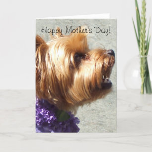 Happy Mother's Day Yorkshire Terrier Greeting Card Kaart