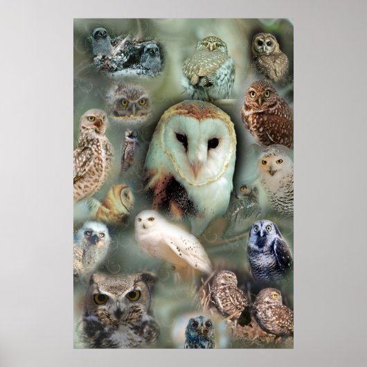 Happy Owls poster print (Voorkant)
