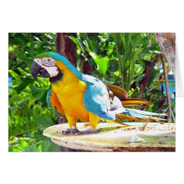 Happy Parrot (Voorkant Horizontaal)