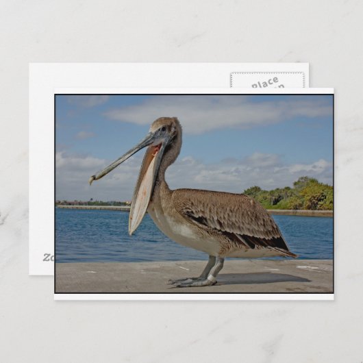 Happy Pelican Briefkaart (Voorkant / Achterkant)