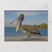 Happy Pelican Briefkaart (Voorkant)