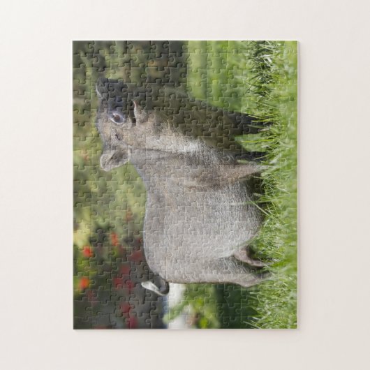 Happy Pet Mini Pig Legpuzzel (Verticaal)